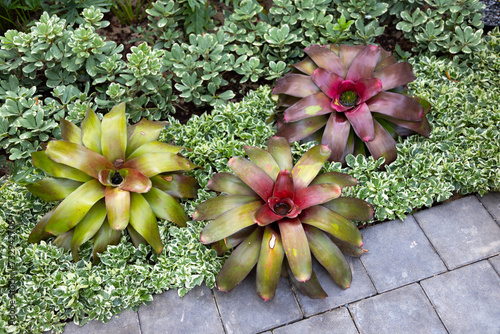 Colorful plant leaves of Bromeliad in the garden. photo