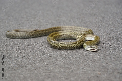 道路上のヘビ