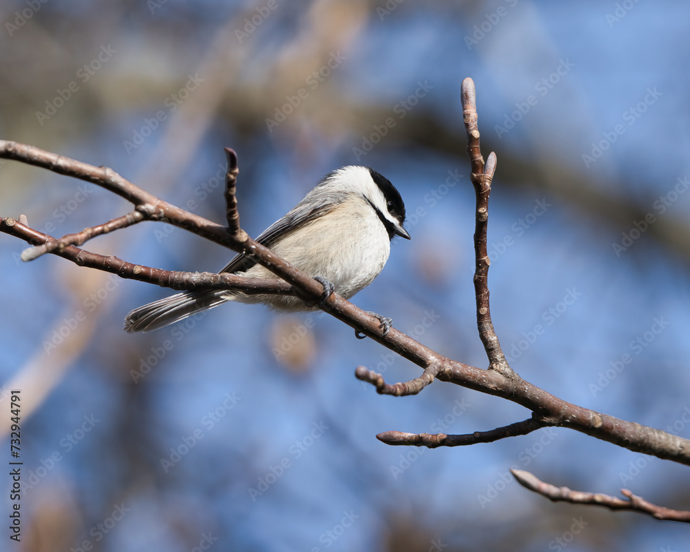 Carolina Chickadee perched on a tree branch Carolina Chickadee perched on a tree branch