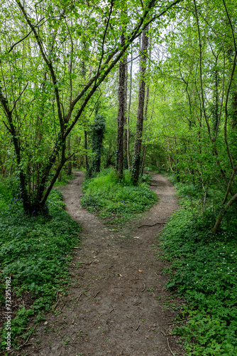 A dividing pathway through woodland, on a spring day