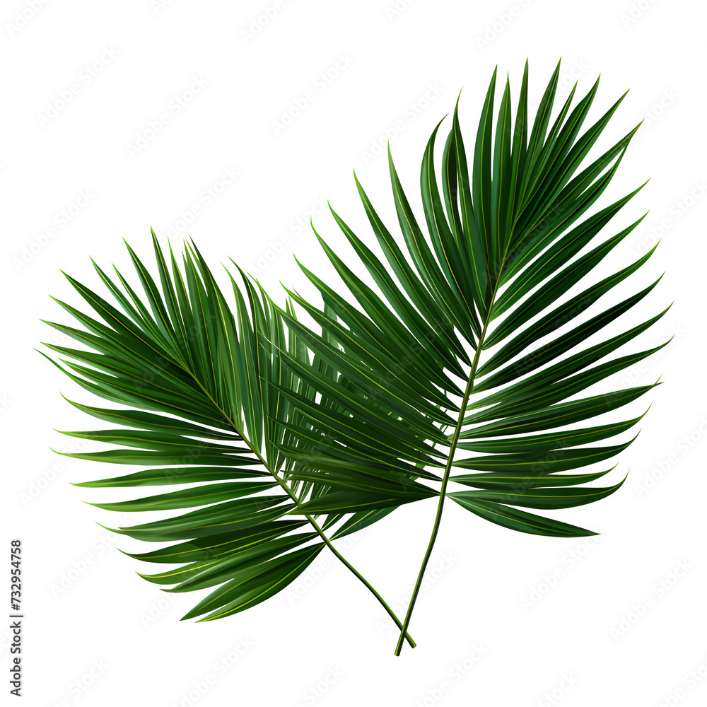 Obraz premium Vector watercolor palm leaves, coconut palm leaves, tropical leaves, variety, ornamental plants, banana leaves, transparent background.