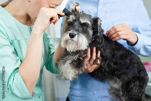 Veterinarian checking ears of of the dog with otoscope photo