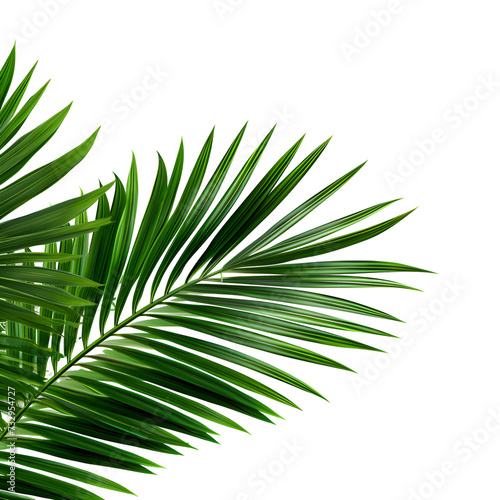 Vector watercolor palm leaves  coconut palm leaves  tropical leaves  variety  ornamental plants  banana leaves  transparent background.