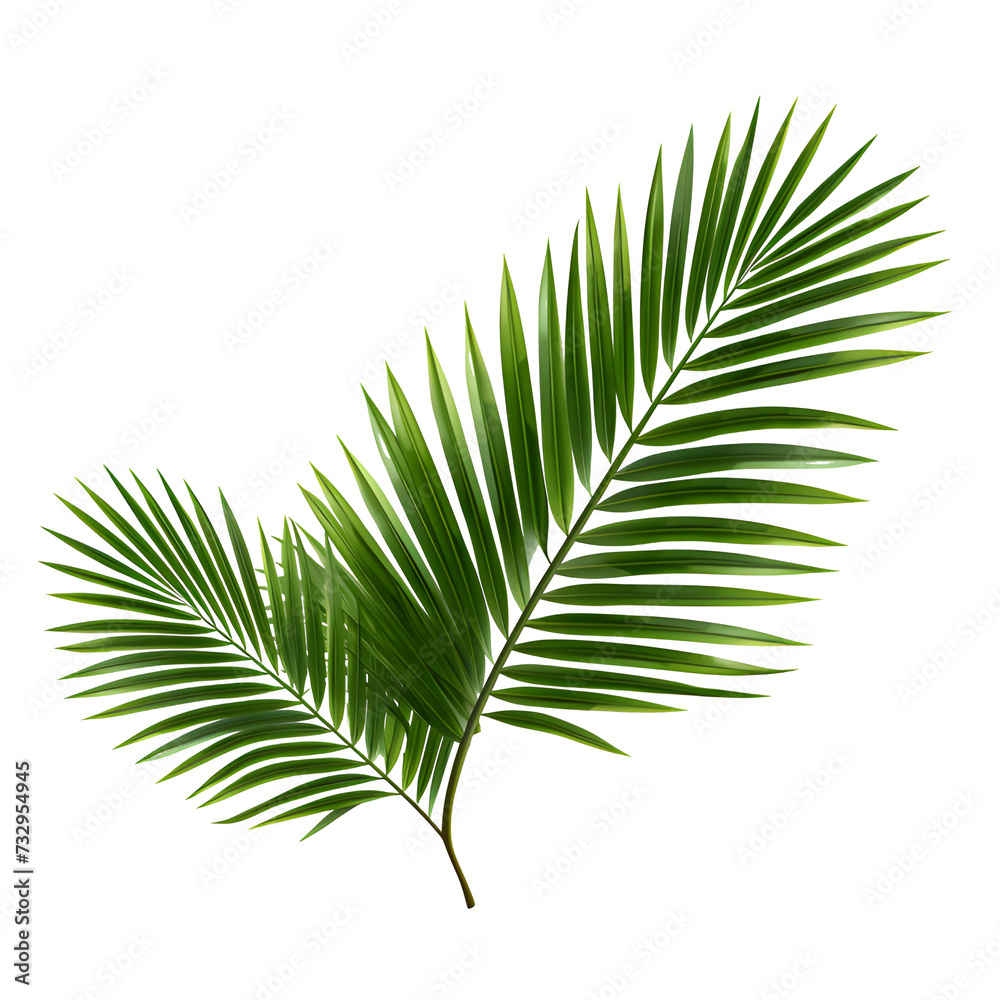 Obraz premium Vector watercolor palm leaves, coconut palm leaves, tropical leaves, variety, ornamental plants, banana leaves, transparent background.