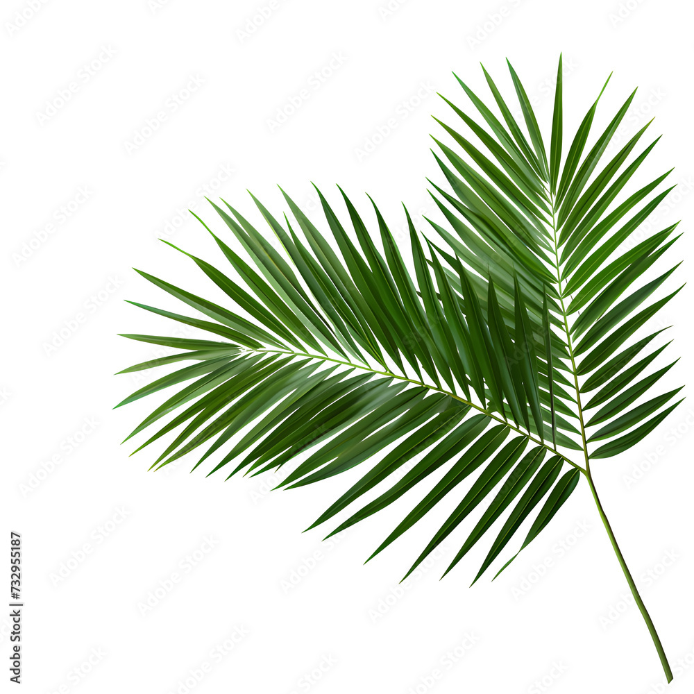 Obraz premium Vector watercolor palm leaves, coconut palm leaves, tropical leaves, variety, ornamental plants, banana leaves, transparent background.