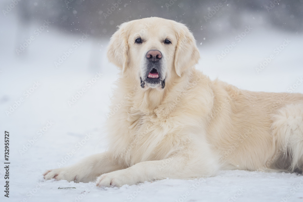 Golden Retriever dogs in a winter snowy forest under the snow on a snowy road