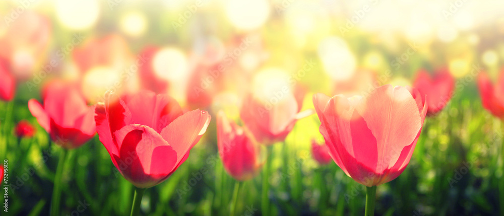 Blooming multi-colored tulips with bokeh effect in a meadow on a sunny spring day.