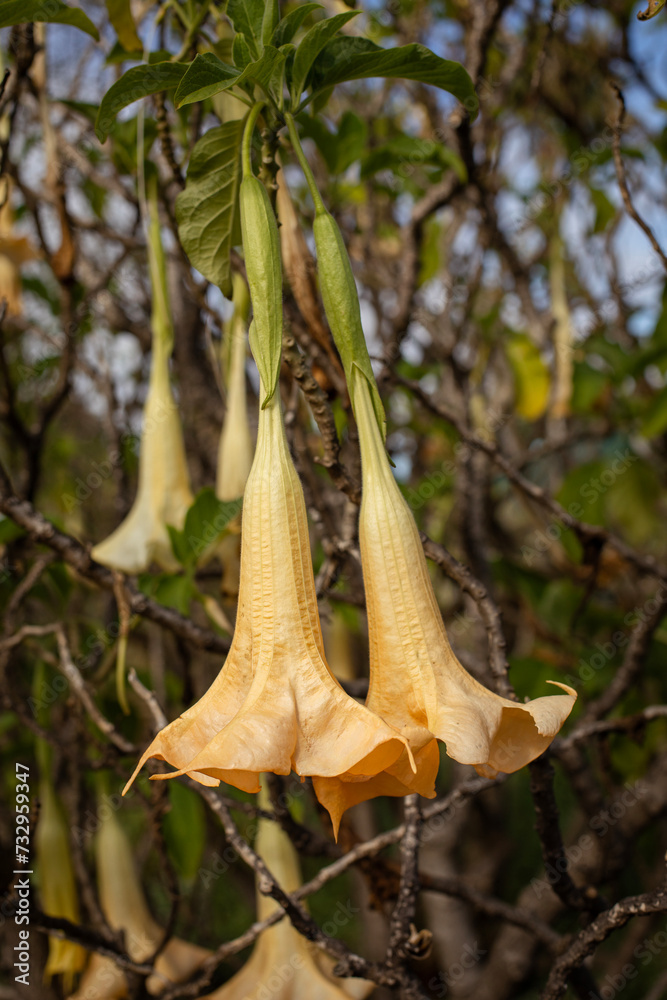Close view of tropical Angel's trumpet tree (Brugmansia, Tree Datura) brunches with large yellow flowers Close view of tropical Angel's trumpet tree (Brugmansia, Tree Datura) brunches with large yellow flowers