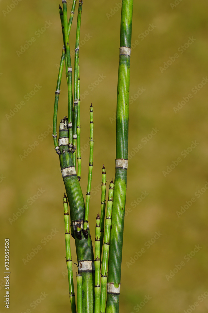 Obraz premium Close up Equisetum Hyemale, Equisetum japonica, Dutch Rush, Rough Horsetail, Rush Horsetail. Young and old stems. Faded garden. June, Netherlands