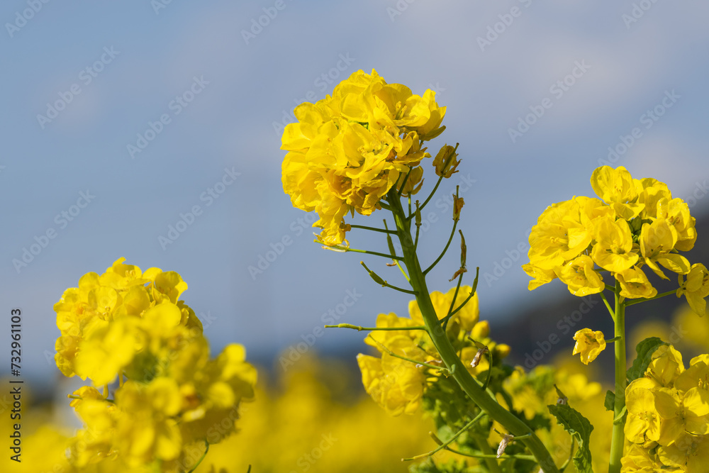 Obraz premium 青空に向かって咲く菜の花