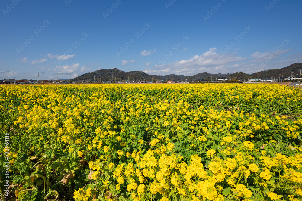 Obraz premium 満開の菜の花畑と青い空