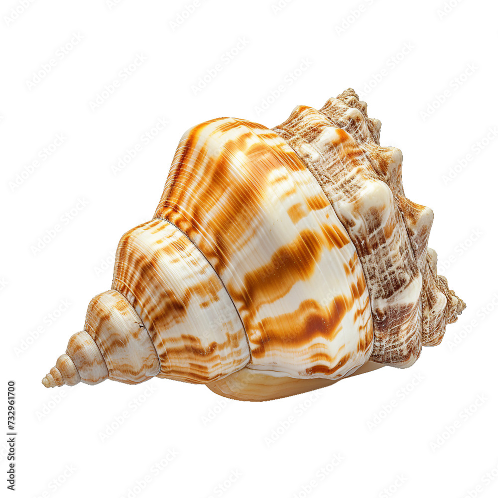 Sea snail shell, transparent background, isolated image, generative AI