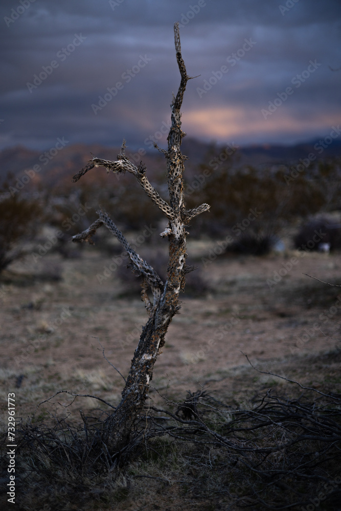 Closeup Of Dead Tree In Joshua At Sunset Closeup Of Dead Tree In Joshua At Sunset