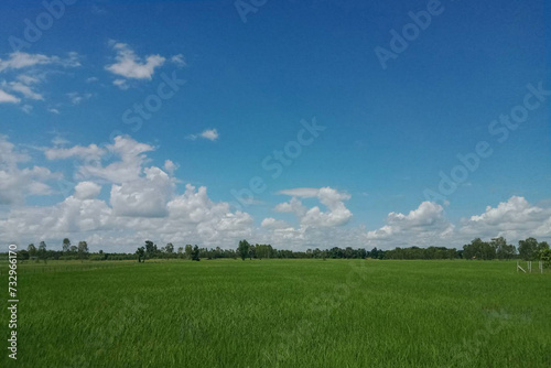 rice farming field in Thailand from soil preparation to harvest