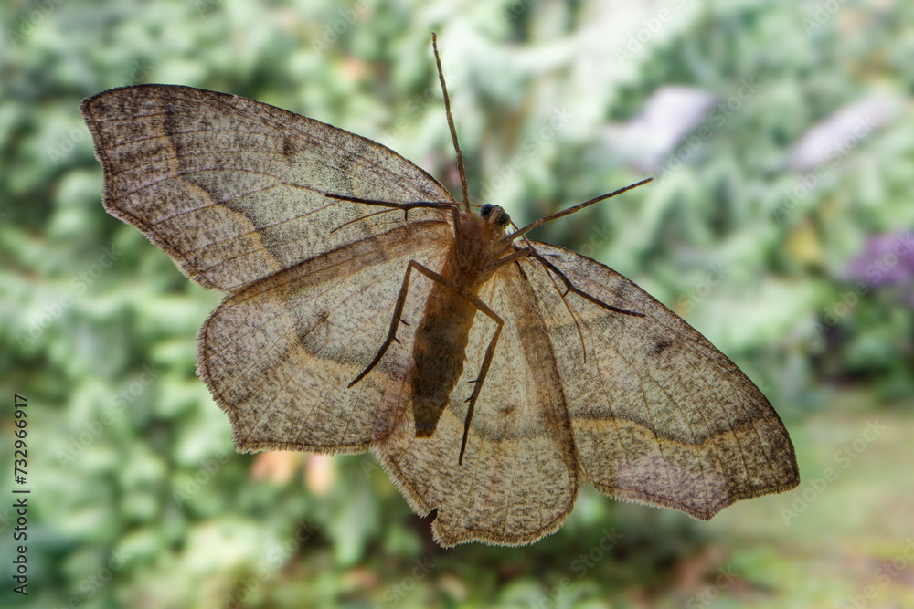 A close up view of the bottom of a Common Gray Moth resting on a window A close up view of the bottom of a Common Gray Moth resting on a window