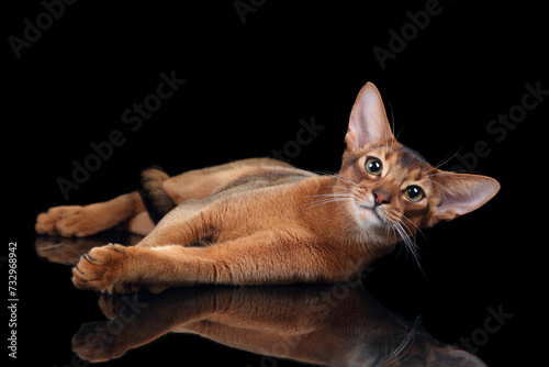 Beautiful young Abyssinian cat on a black background