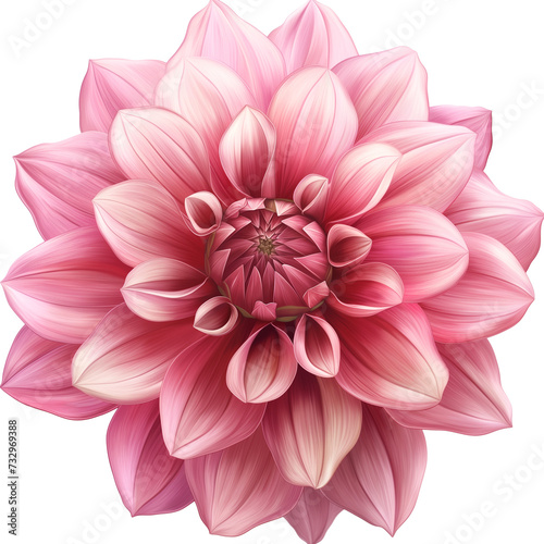 Pink dahlia flower