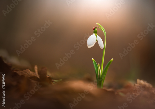 Snowdrop in sunny day. Spring flowers season