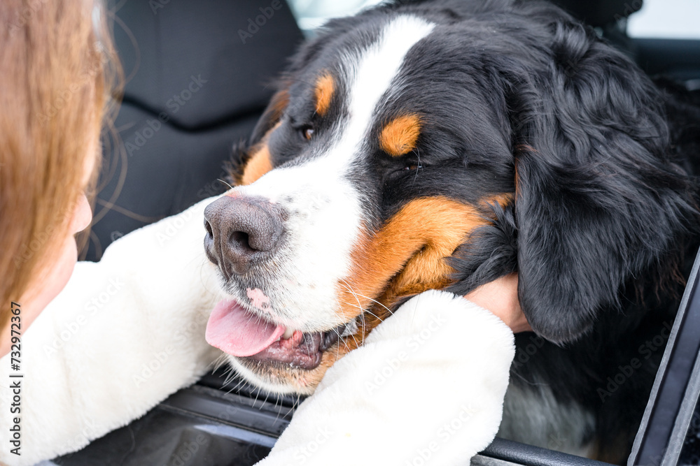 A woman squeezes the muzzle of a dog sitting in a car. The dog stuck its muzzle out of the window. A purebred Bernese Mountain Dog puppy. Close up outdoor portrait. The owner puts her arms around the A woman squeezes the muzzle of a dog sitting in a car. The dog stuck its muzzle out of the window. A purebred Bernese Mountain Dog puppy. Close up outdoor portrait. The owner puts her arms around the