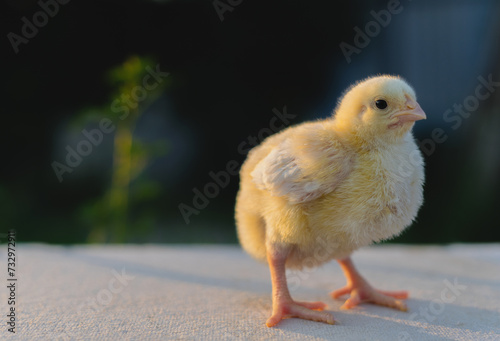 Little yellow broiler chicken. Space for text.