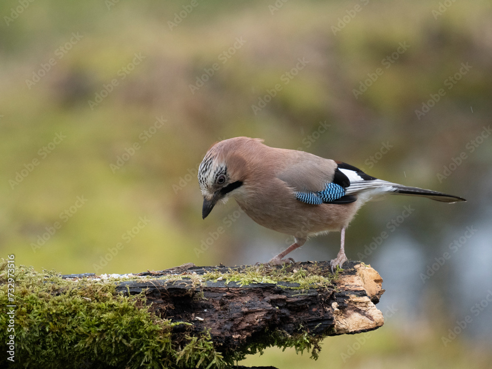 Eichelhäher (Garrulus glandarius) Eichelhäher (Garrulus glandarius)