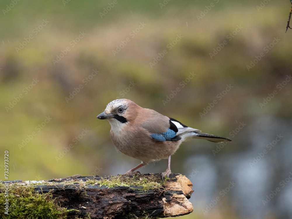 Eichelhäher (Garrulus glandarius) Eichelhäher (Garrulus glandarius)