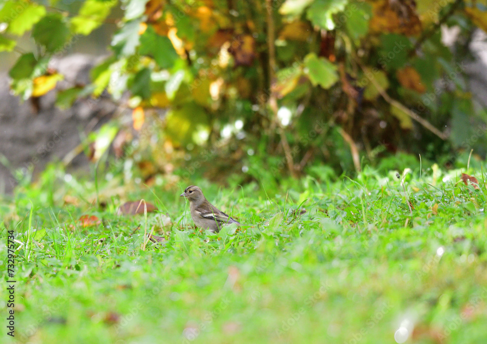 Juvenile european greenfinch is looking for food in green grass seeds