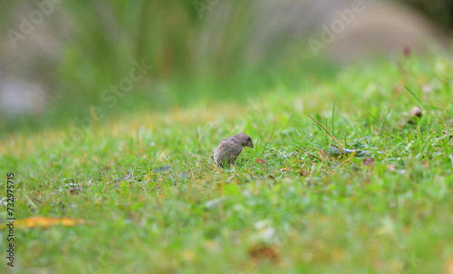Juvenile european greenfinch is looking for food in green grass seeds