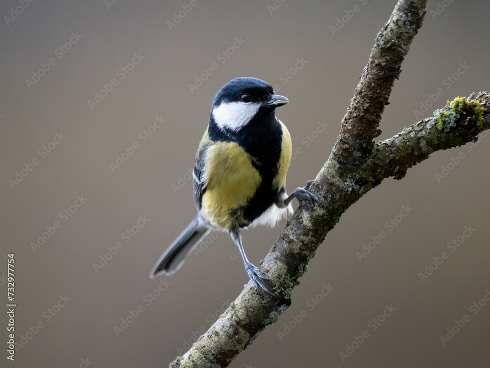 Fototapeta premium Kohlmeise (Parus major)