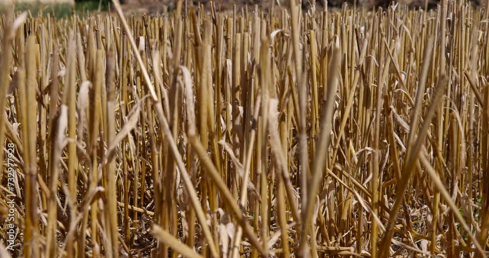 sharp dry stubble on a wheat field in sunny weather, golden dry stubble on wheat in the field in summer sharp dry stubble on a wheat field in sunny weather, golden dry stubble on wheat in the field in summer