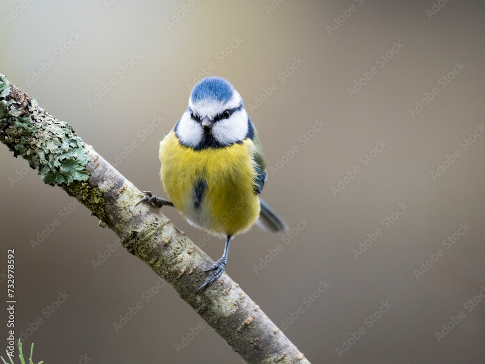 Obraz premium Blaumeise&nbsp;(Cyanistes caeruleu)