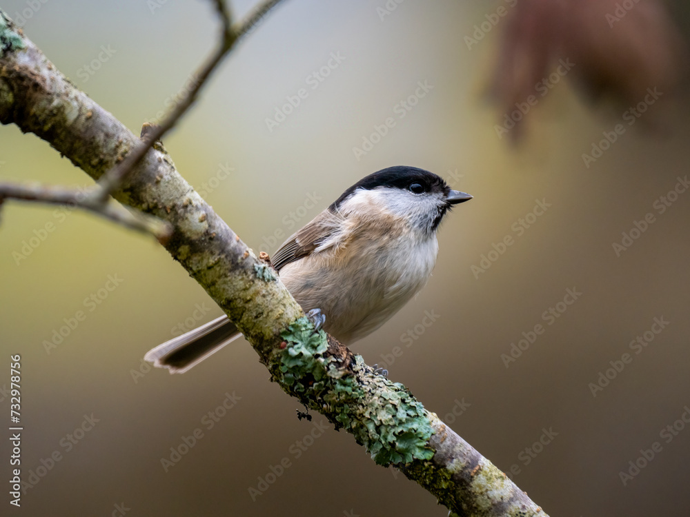 Fototapeta premium Sumpfmeise oder Nonnenmeise (Poecile palustris)
