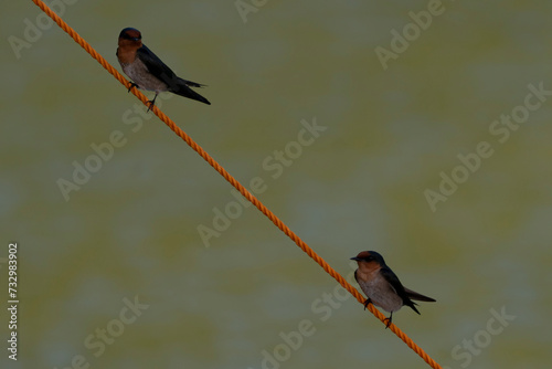 Hirundo tahitica Pacific Swallow photo