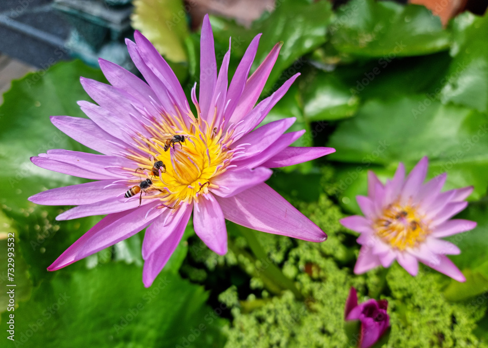 Honey bee pollinating of a purple water lily or Lotus Flower with green leaf in the pond. Honey bee pollinating of a purple water lily or Lotus Flower with green leaf in the pond.