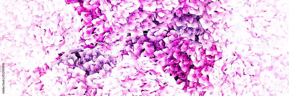 Blooming hydrangea bushes, creative abstract spring stylish background. Spring beauty of nature.
