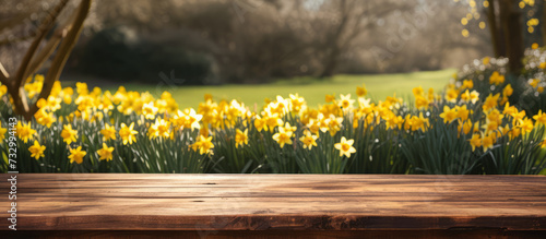 Empty wooden kitchen table over blooming narcissus garden background. spring mock up.