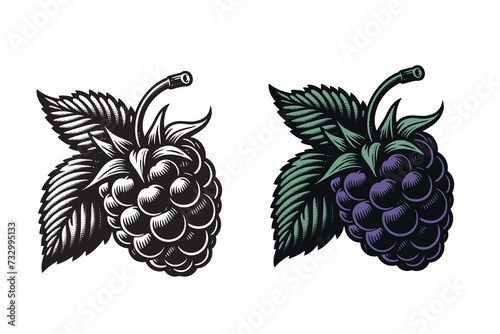 Blackberry. Beautiful engraving monochrome vector illustration. Icon, logo, isolated object	 photo