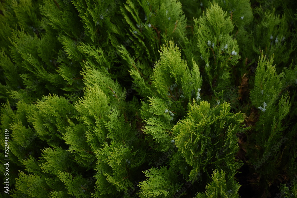 green moss background green moss background