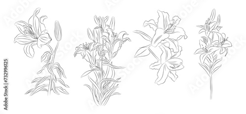 Fototapeta Naklejka Na Ścianę i Meble -  Lily flower line art vector illustrations set isolated on transparent background. Floral black ink sketch. Modern minimalist hand drawn design for logo, tattoo, wall art, poster.