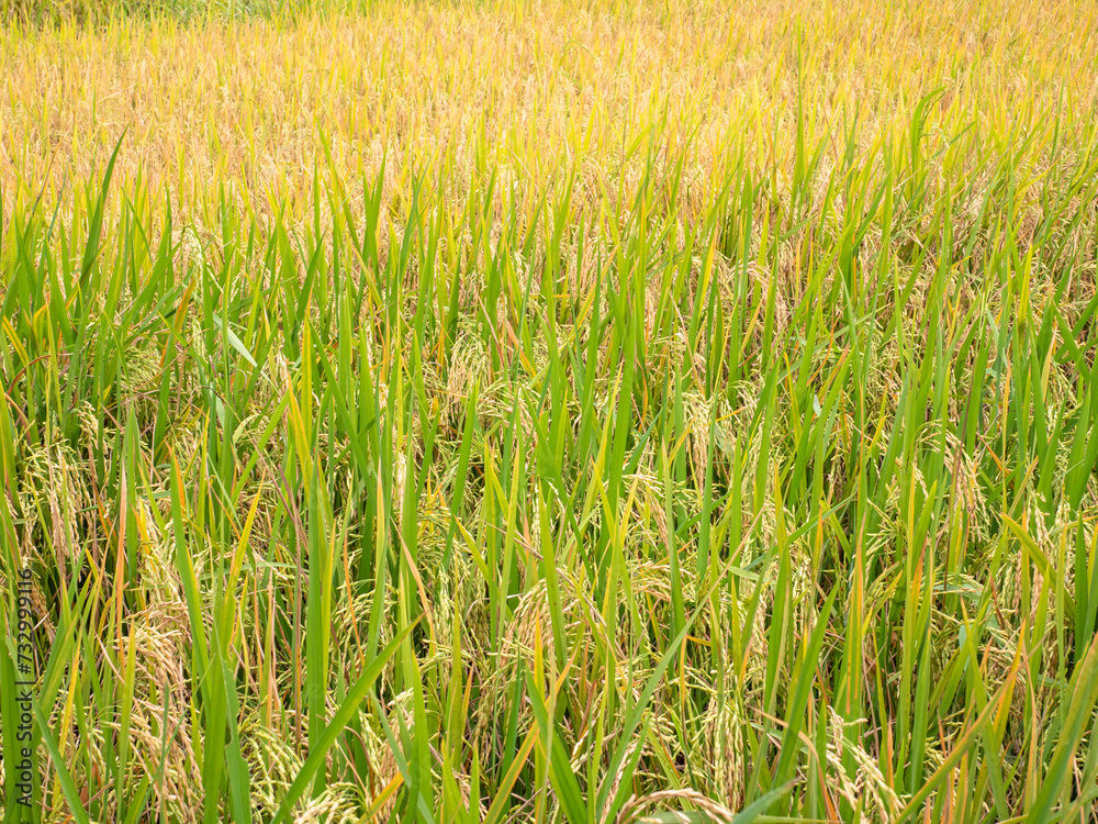 Ear of rice. Close up to thai rice seeds in ear of paddy. Beautiful golden rice field and ear of rice.