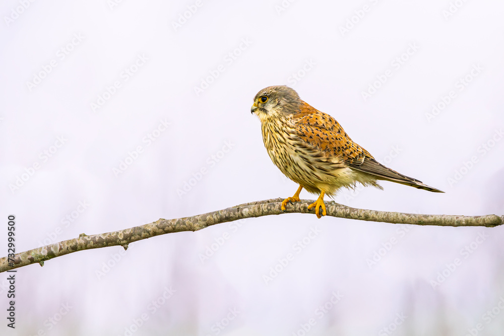 Close up of a Kestrel, Falco tinnunculus, observing from a branch in the light of the setting sun against a light violet sky Close up of a Kestrel, Falco tinnunculus, observing from a branch in the light of the setting sun against a light violet sky