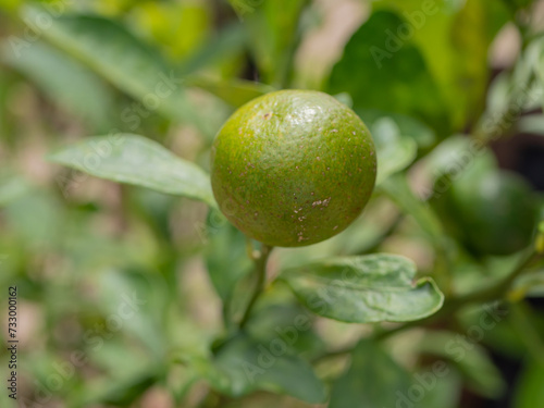 Citrus Japonica Thunb, Kumquat, Close up unripe kumquat fruit on green leaf background in garden .