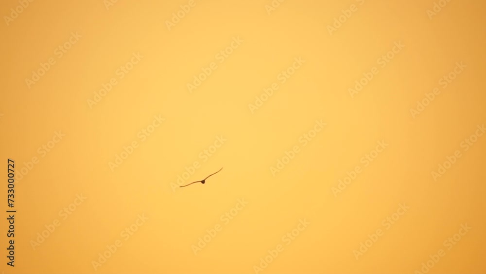 A flock of seagulls fly in warm sunset sky over the ocean. Silhouettes of seagulls flying in slow motion with the sea in the background at sunset. Evening. Nobody. Freedom concept. A flock of seagulls fly in warm sunset sky over the ocean. Silhouettes of seagulls flying in slow motion with the sea in the background at sunset. Evening. Nobody. Freedom concept.