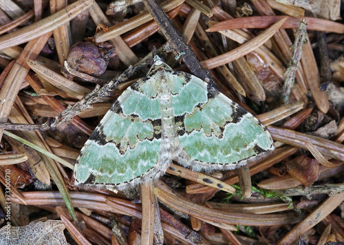 The Green Carpet, Colostygia pectinaria, resting on spruce forest litter