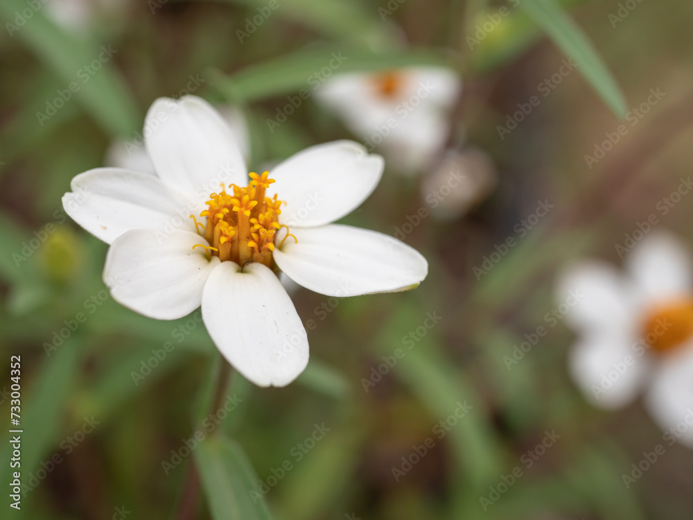 Flowering of daisies. Oxeye daisy, Leucanthemum vulgare, Daisies, Dox-eye, Common daisy, Dog daisy, Moon daisy. Flowering of daisies. Oxeye daisy, Leucanthemum vulgare, Daisies, Dox-eye, Common daisy, Dog daisy, Moon daisy.