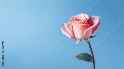 pink rose on blue background  generative ai  