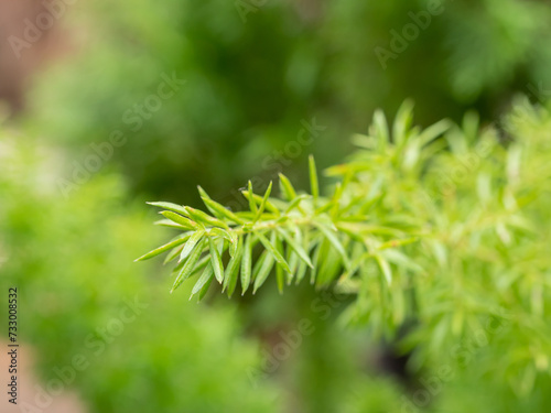 Fresh green fern leaves in the forest.