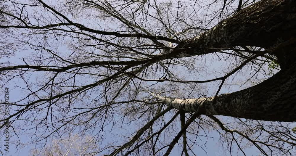 birch tree in the spring season, spring park with birch trees with the first green foliage in sunny weather birch tree in the spring season, spring park with birch trees with the first green foliage in sunny weather