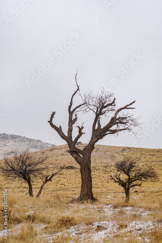 tree in the desert