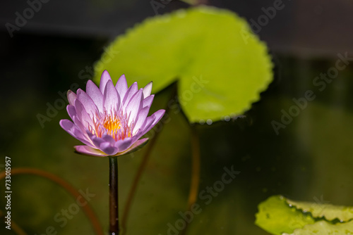 Closeup shot of a pink Lilly or lotus flower blooming with water drops on petals and yellow stigma at the middle. It has dark green background in the shot. Cultivating lotus is a hobby for many people